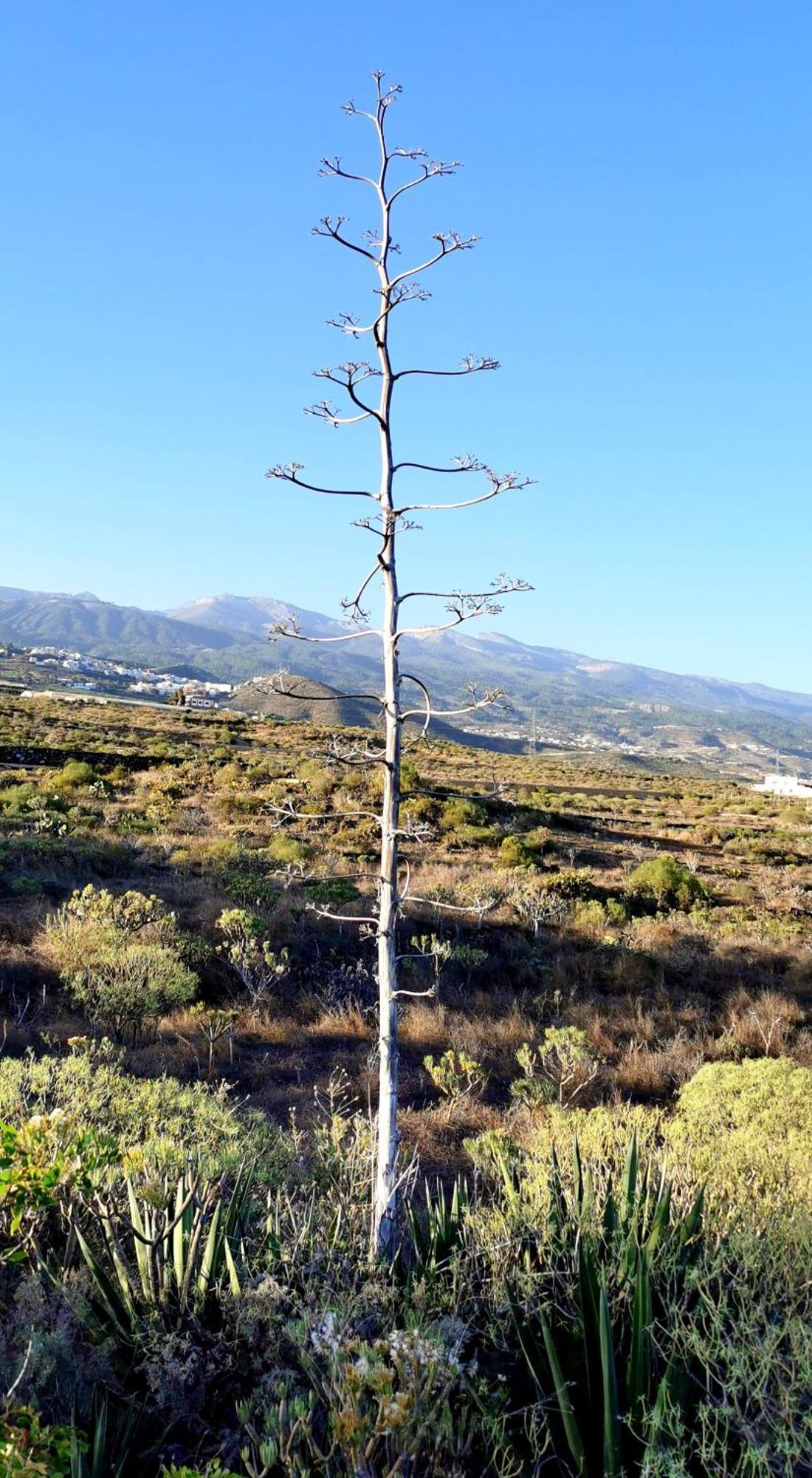 הוילה גרנדילה דה אבונה Casa Del Sur, En El Sur De Tenerife מראה חיצוני תמונה